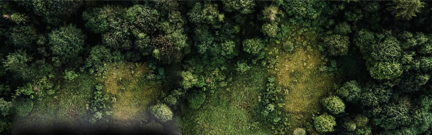 Forest Project